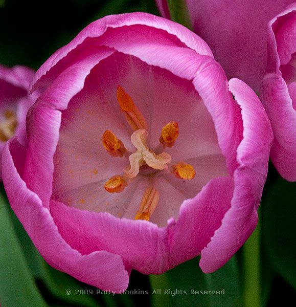 tulip_8039