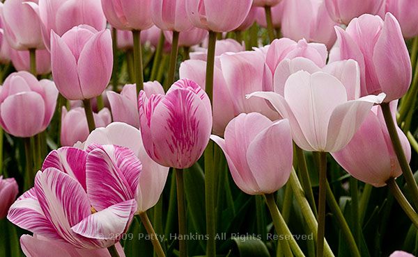 tulip_8089