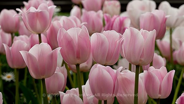 tulip_8390