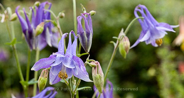 columbine_light_purple_7139