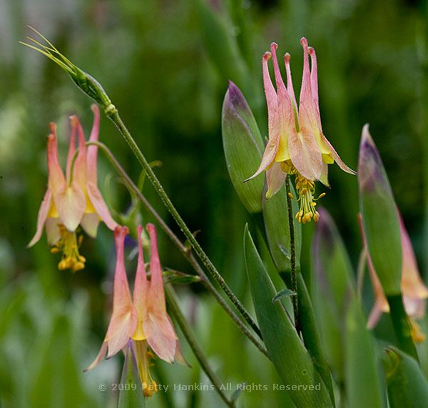 columbine_pink_yellow_7011