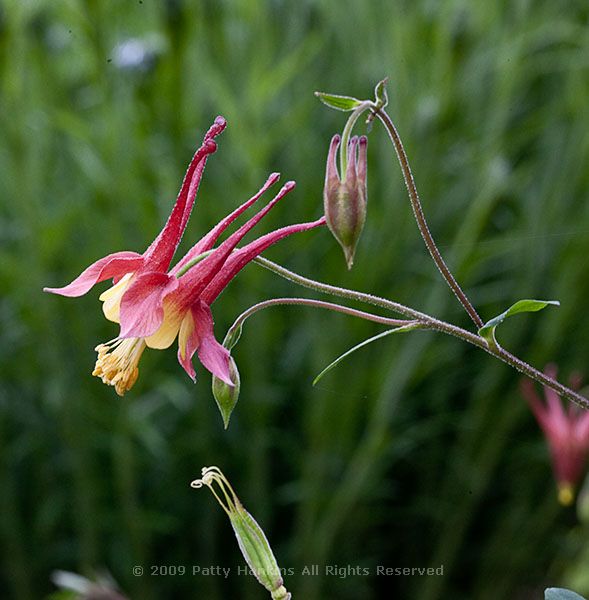 columbine_red_yellow_7056