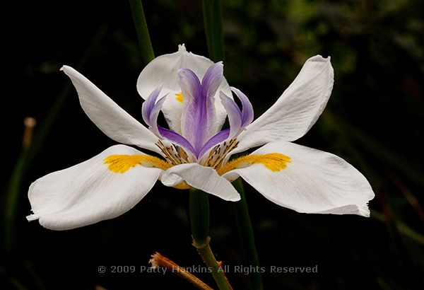 iris_dietes_grandiflora_8307