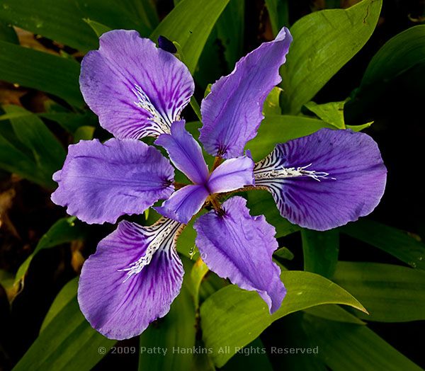 iris_tectorum_8843