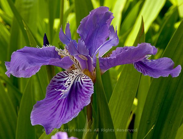 iris_tectorum_8960