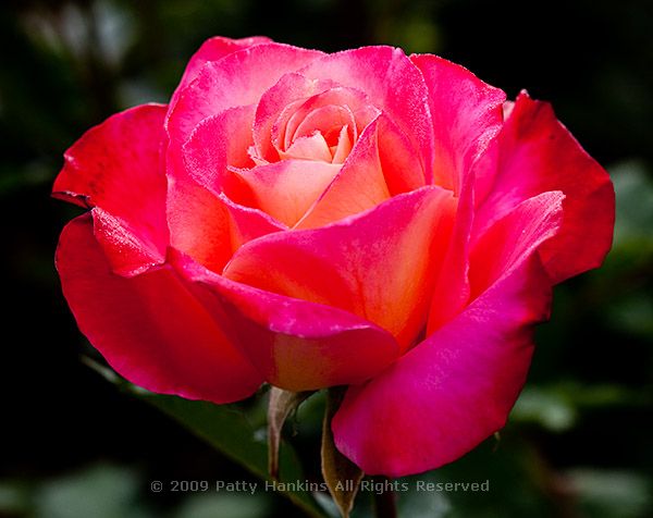 rose_granada_0869