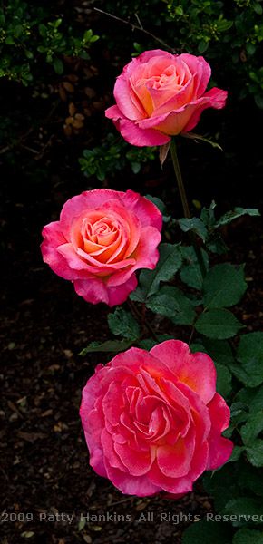 rose_granada_0918