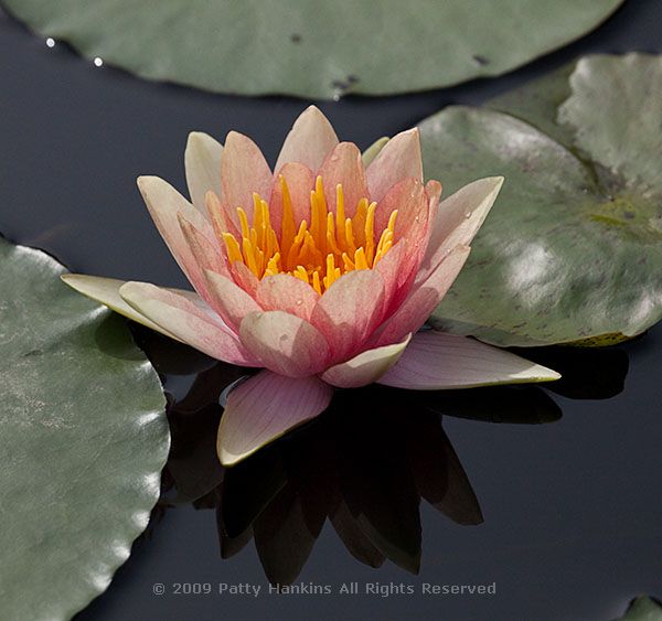 waterlily_comanche_3902