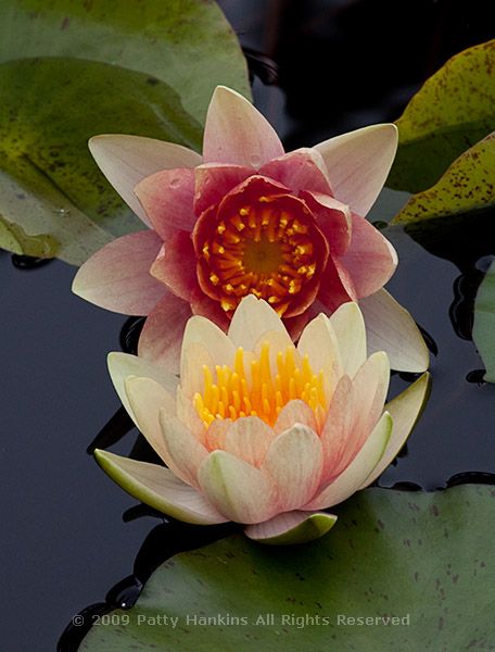 waterlily_david_4123