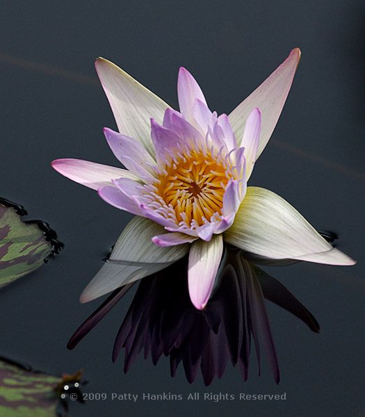 waterlily_madame_ganna_walska_3859