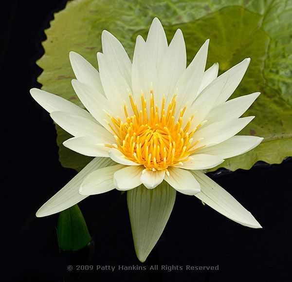 waterlily_st_louis_4621