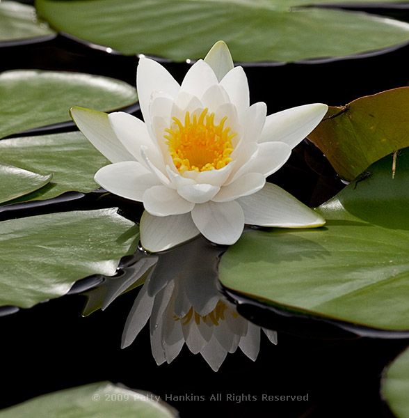 waterlily_virginalis_4081