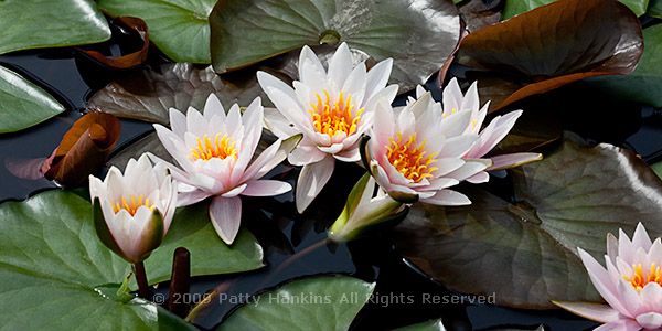 waterlily_white_3988