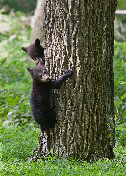 cubs_climbing_9263