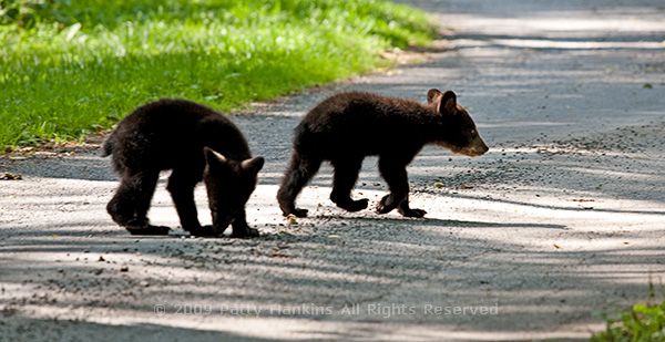 cubs_crossing_road_9252