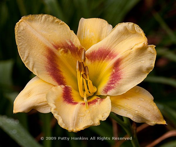 daylily_arkansas_post_6131