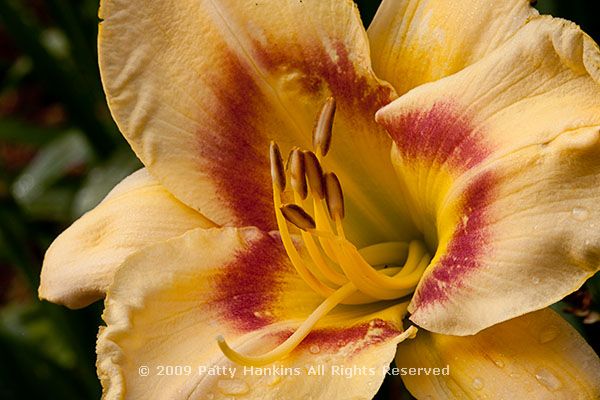 daylily_arkansas_post_6191