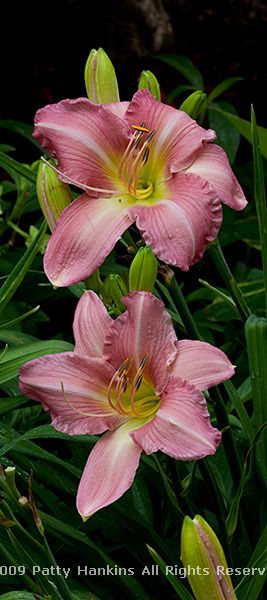 daylily_pink_white_6254