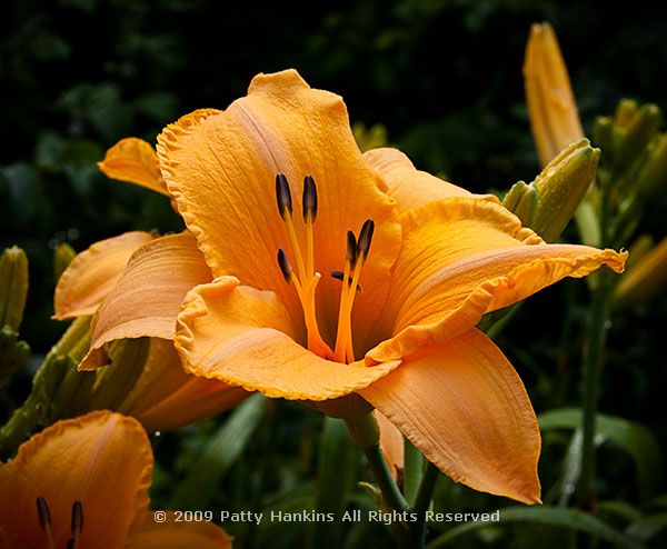 daylily_ruffled_apricot_6089