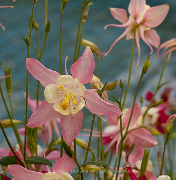 fan_columbine_pink_white_7370