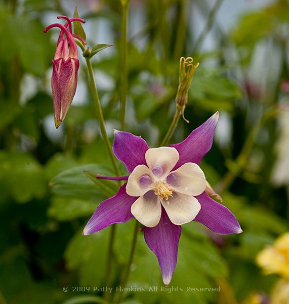 fan_columbine_purple_white_7424