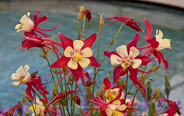 fan_columbine_red_yellow_7385