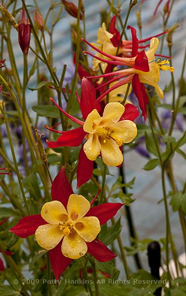 fan_columbine_red_yellow_7407