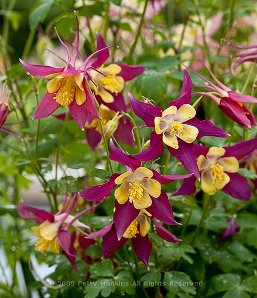 fan_columbine_yellow_dk_pink_7331