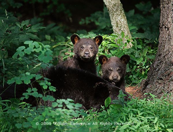 hliw_shen_bears_2cubs_7315