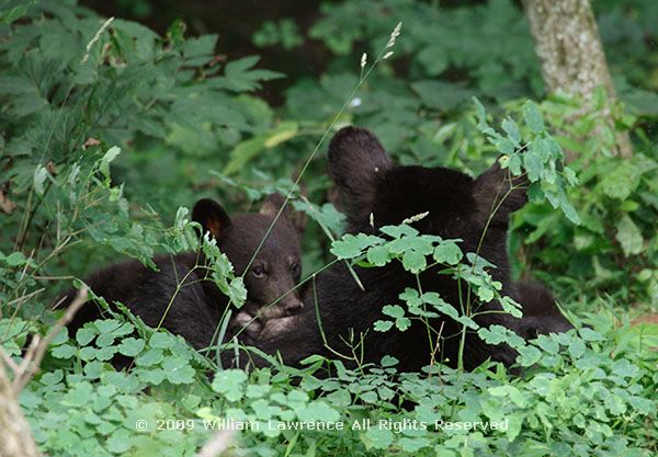 hliw_shen_bears_nursing_7276