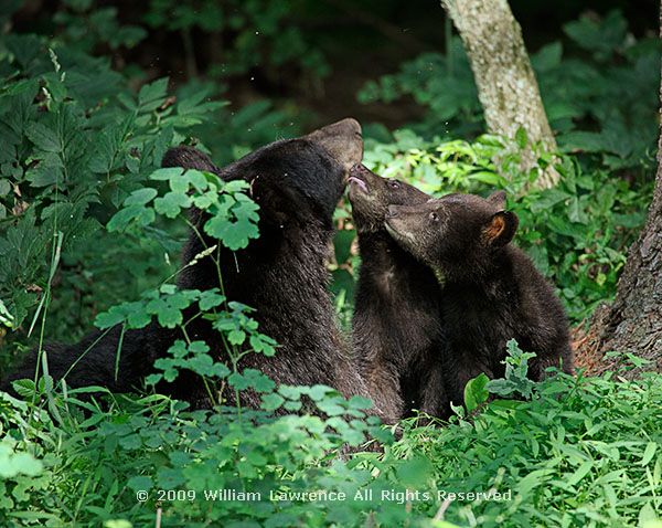 hliw_shenbears_mom2cubs_7341