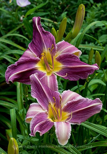 lily_lavender_frolic_daylily_4981