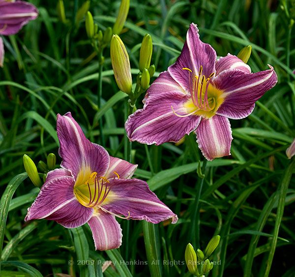 lily_lavender_frolic_daylily_5047