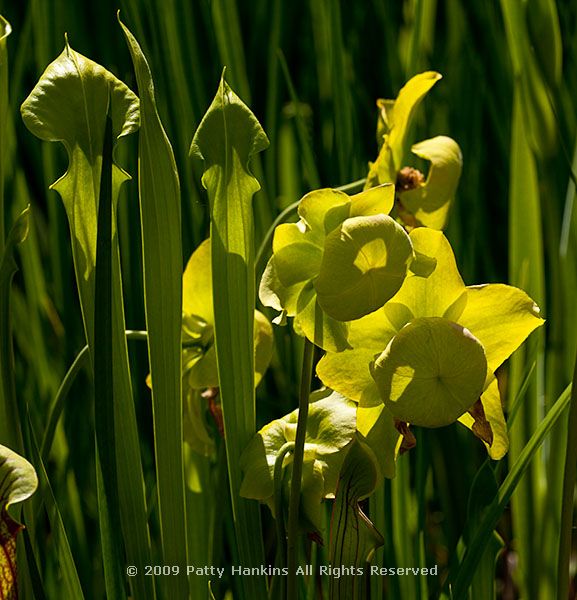 pitcher_plant_9749