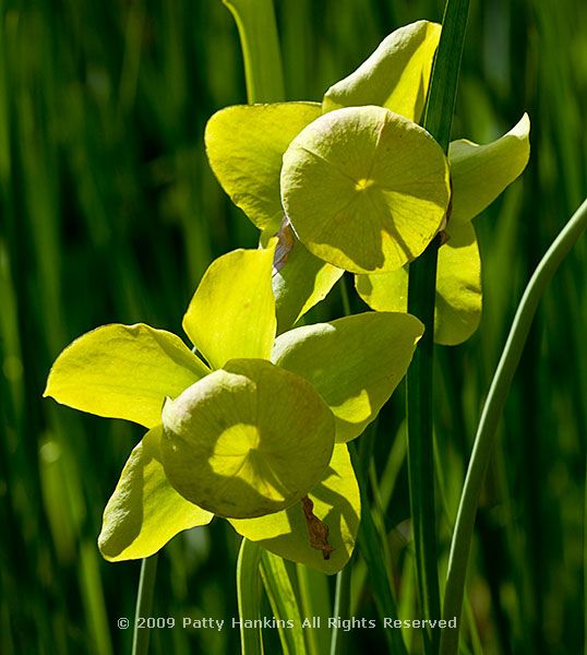 pitcher_plant_9764