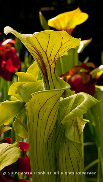 pitcher_plant_white_trumpet_9830