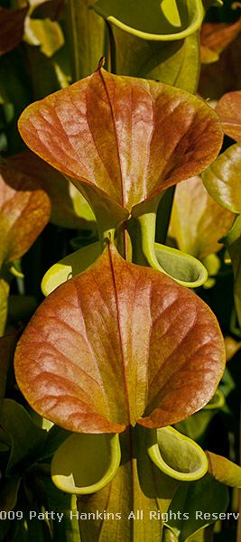 pitcher_plant_yellow_trumpet_9734