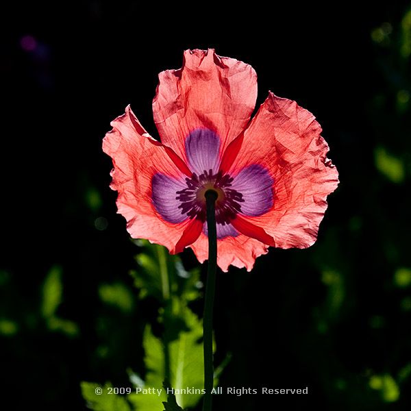 poppy_bread_papaver_somniferum_2742