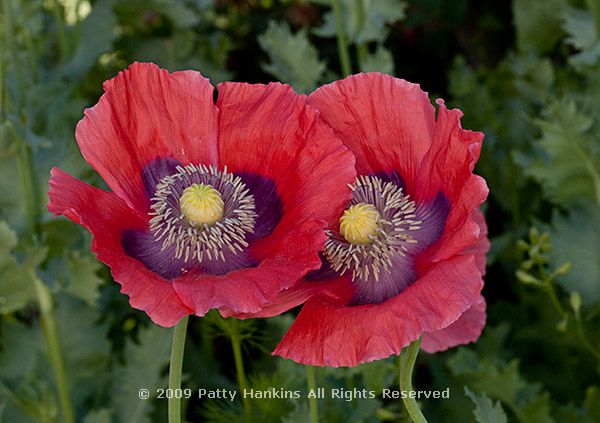 poppy_bread_papaver_somniferum_2795