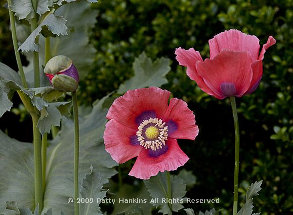 poppy_bread_papaver_somniferum_2952