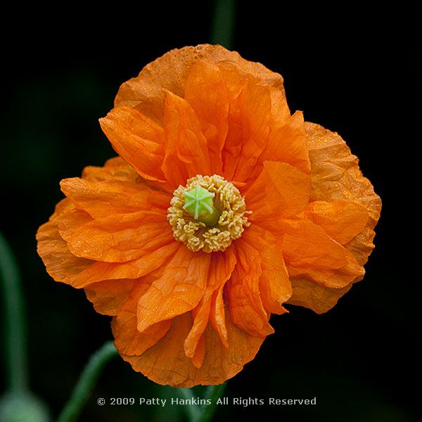 poppy_moroccan_papaver_atlanticum_1509