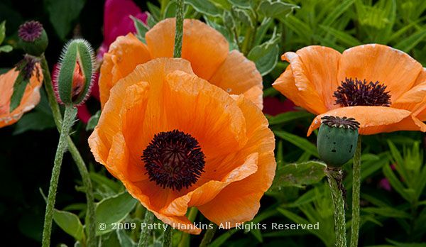 poppy_oriental_midnight_2023