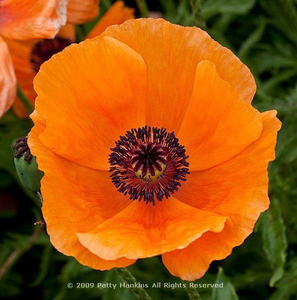 poppy_oriental_midnight_2027