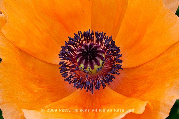 poppy_oriental_midnight_2076