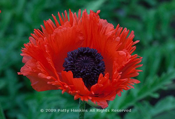 poppy_oriental_papaver_orientale_1913