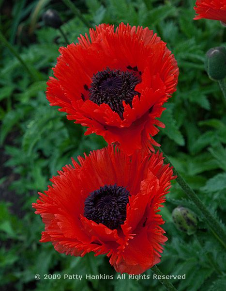 poppy_oriental_papaver_orientale_1931