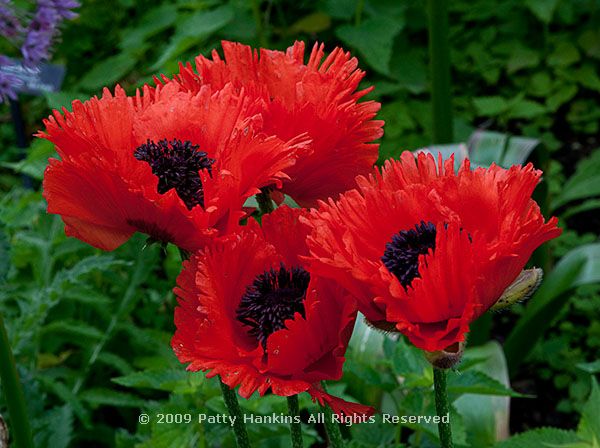 poppy_oriental_papaver_orientale_1988