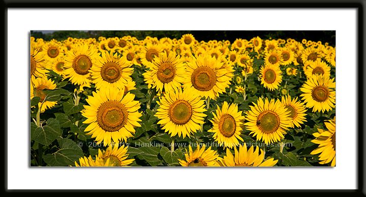 sunflower_field_4397