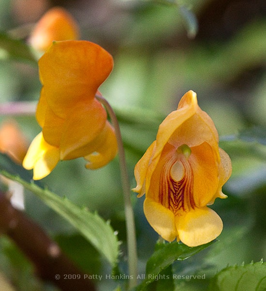 impatiens_jungle_gold_8308