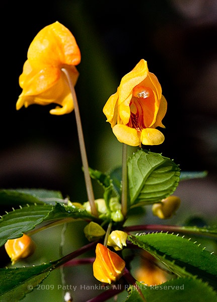 impatiens_jungle_gold_8311